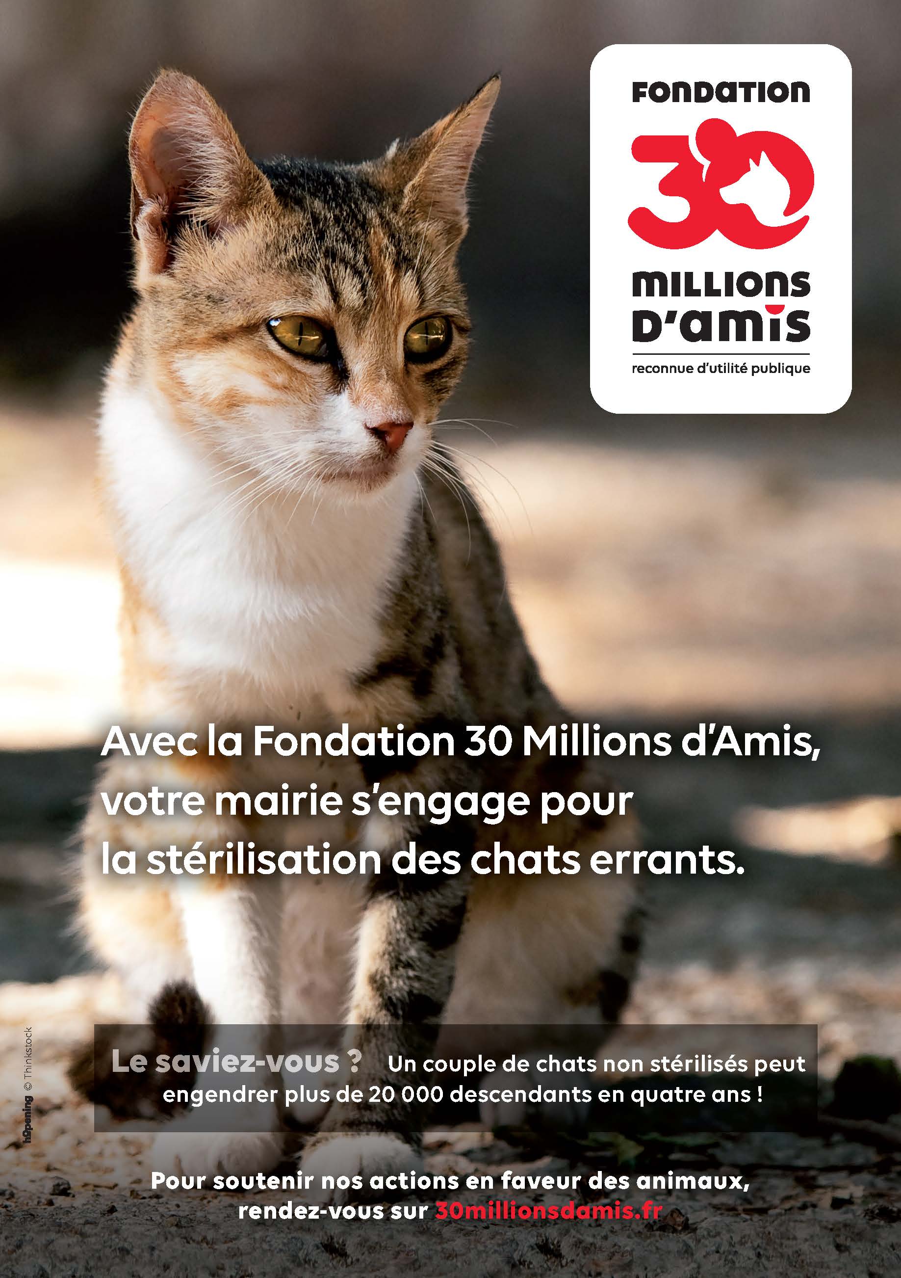 Affiche mairie chat